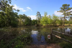 Houston Arboretum and Nature Center (10-minute drive): Thumbnail